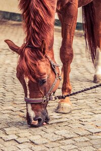 Ground stones horse head