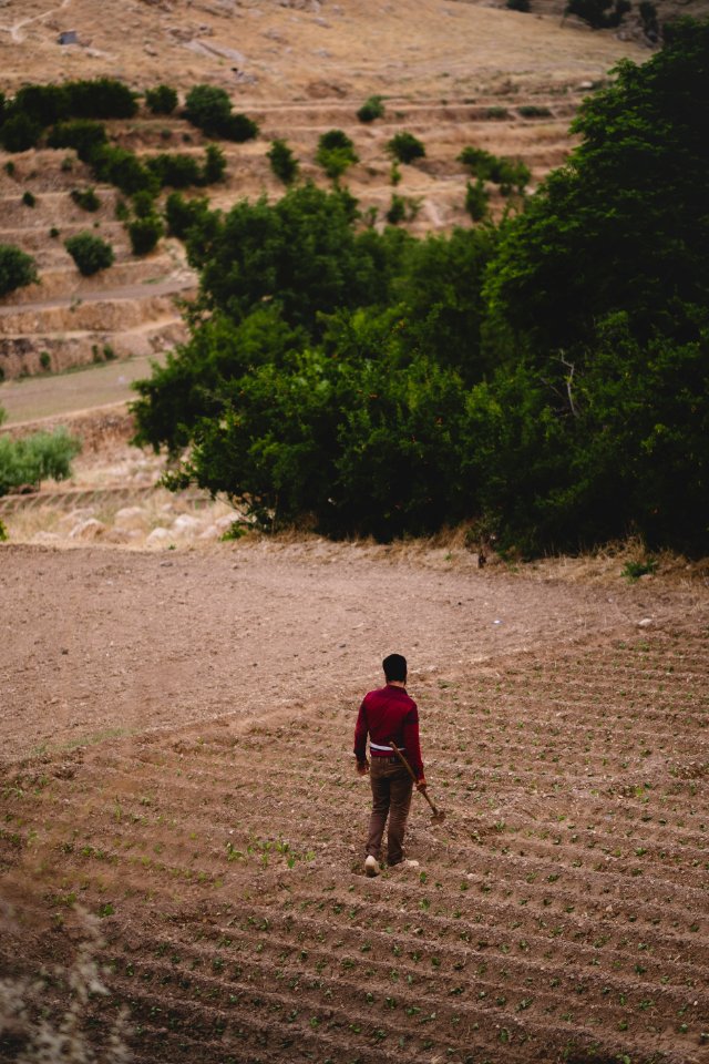 Views in June of 2019 around the tobacco fields at the top of Shingal Mountain 27