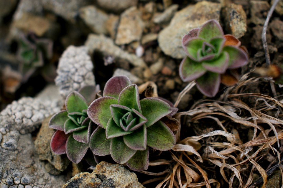 Views of plants overlooking Goat Rock Beach in Sonoma County 03