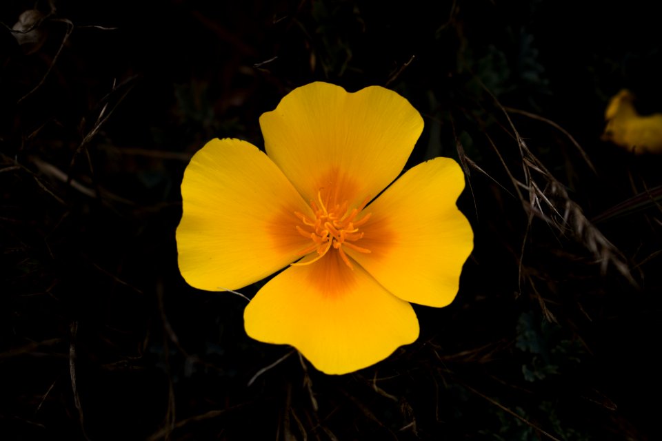 Views of poppies and other flowers overlooking Goat Rock Beach in Sonoma County 07
