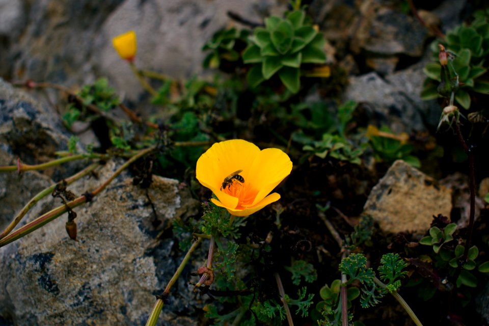 Views of poppies and other flowers overlooking Goat Rock Beach in Sonoma County 01