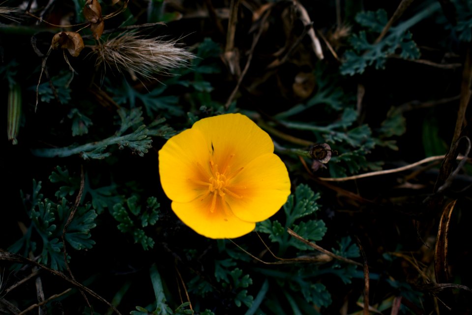 Views of poppies and other flowers overlooking Goat Rock Beach in Sonoma County 04
