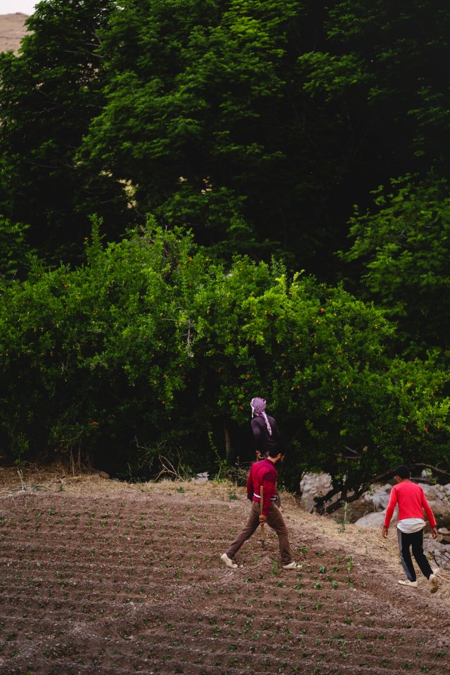 Views in June of 2019 around the tobacco fields at the top of Shingal Mountain 29