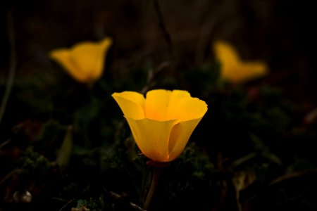 Views of poppies and other flowers overlooking Goat Rock Beach in Sonoma County 08