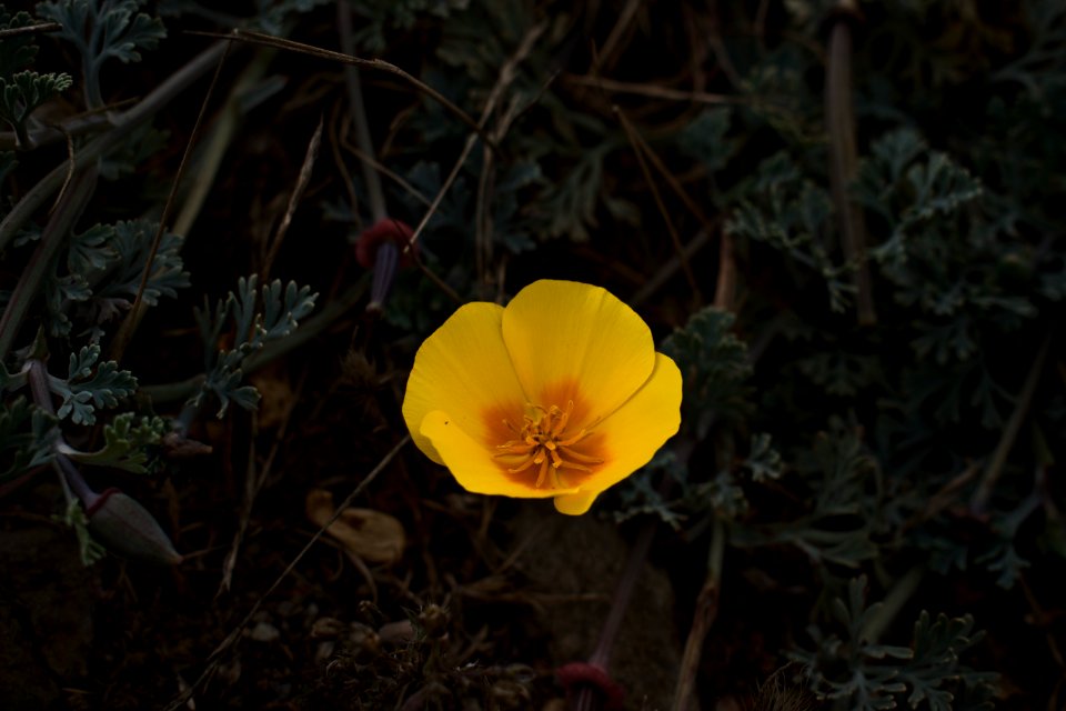 Views of poppies and other flowers overlooking Goat Rock Beach in Sonoma County 12