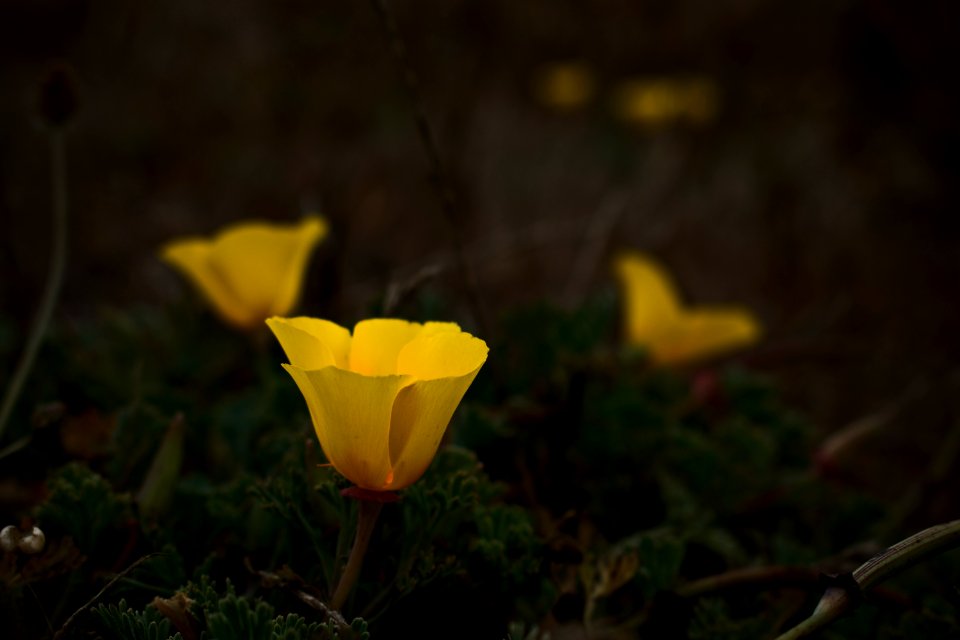 Views of poppies and other flowers overlooking Goat Rock Beach in Sonoma County 10