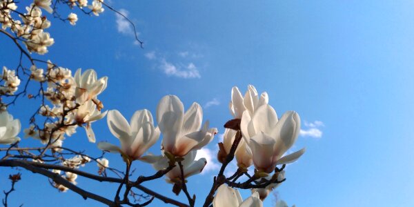 Magnolia white flowers spring