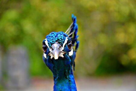 Blue beak bird