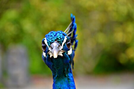 Blue beak bird photo