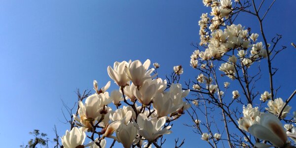 Magnolia white flowers spring photo