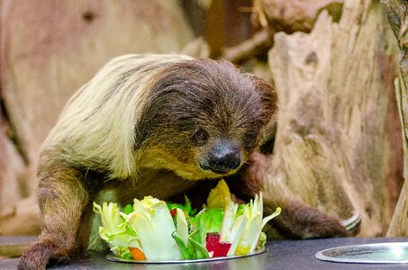 Zoo choloepus plate