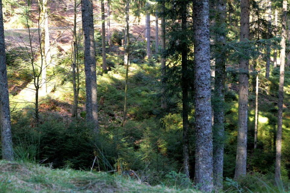 View from Untere Birkenaustraße on valley side 2020-03-15 20