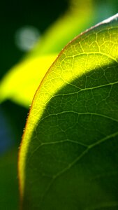 Leaf nature plant