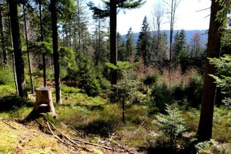 View from Untere Birkenaustraße on valley side 2020-03-15 01