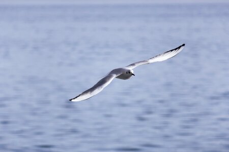 Animal wild wing