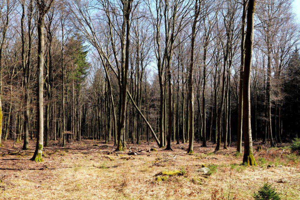 View from Wetterhahnweg Taunus 2020-03-25 03