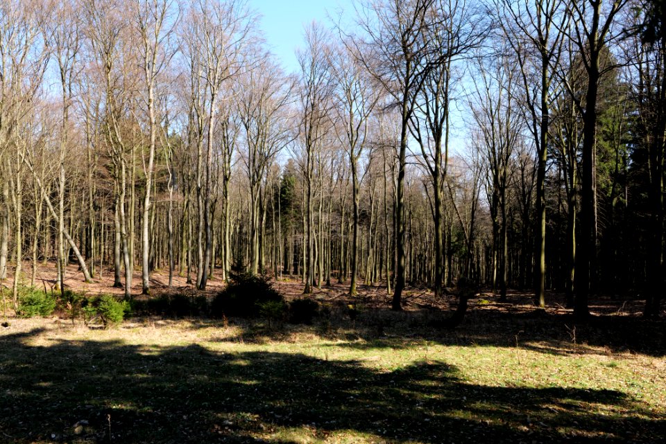 View from Wetterhahnweg Taunus 2020-03-25 01