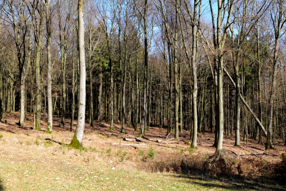 View from Wetterhahnweg Taunus 2020-03-25 02