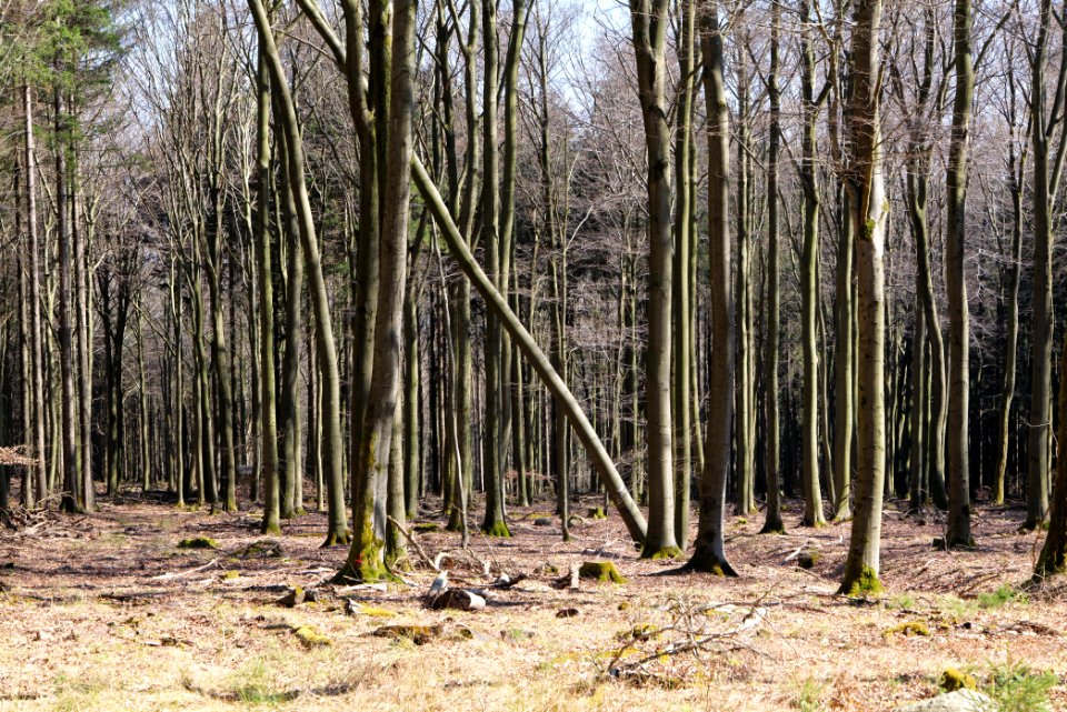 View from Wetterhahnweg Taunus 2020-03-25 04