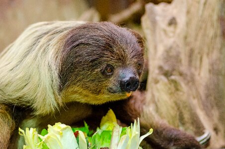 Choloepus mammal family megalonychidae