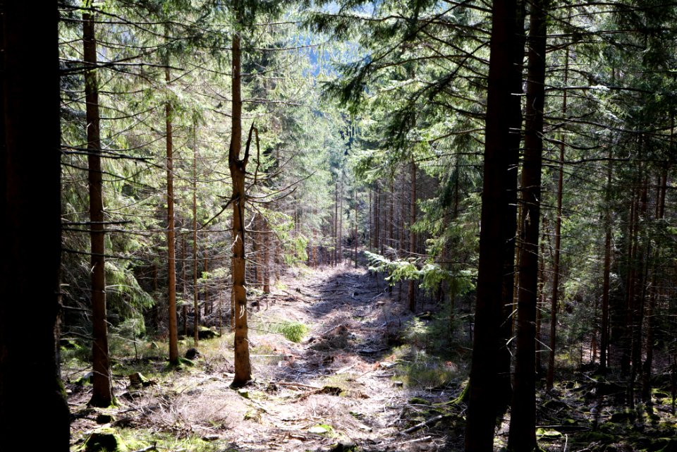 View from Untere Birkenaustraße on valley side 2020-03-15 27