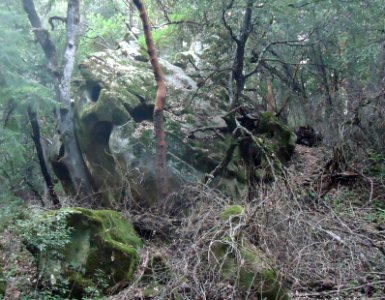 View looking down at Castle Rock State Park in California with trees and shrubs photo