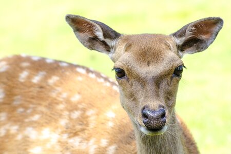 Natural wild wildlife