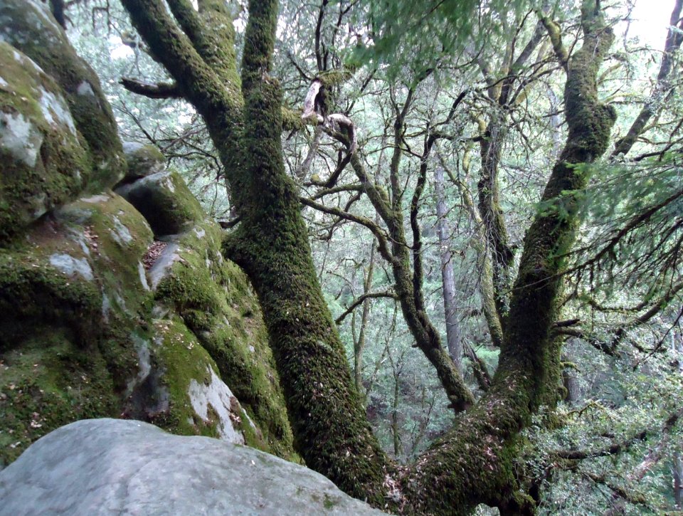 View looking down at tree at Castle Rock State Park in California