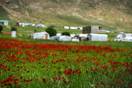 View of a poppy field in Sardashte Camp for Ezidi IDPs in May of 2019, atop Shingal mountain 03