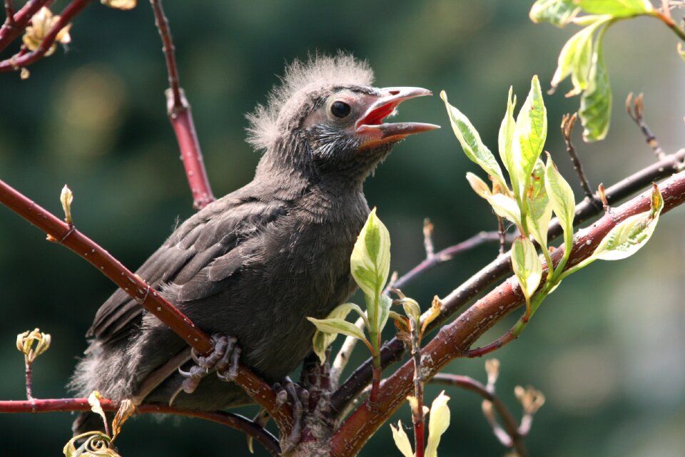 Animal nature songbird