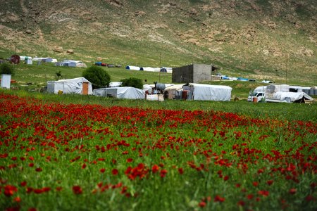 View of a poppy field in Sardashte Camp for Ezidi IDPs in May of 2019, atop Shingal mountain 04