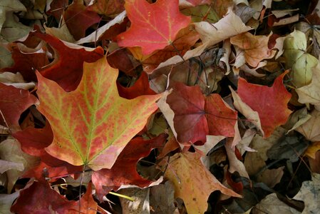 Maple leaf autumn fall photo