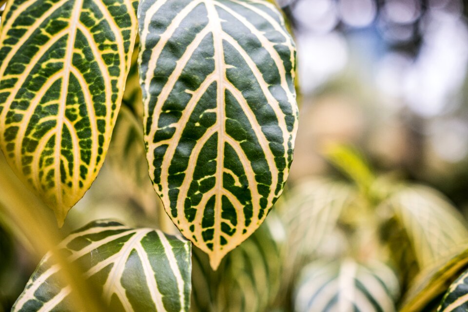 Leaf leafs plant
