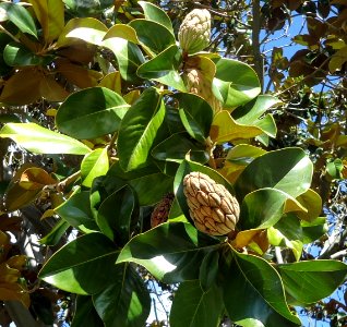 View of a tree in Cupertino, California