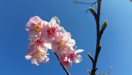 Blossom floral petal