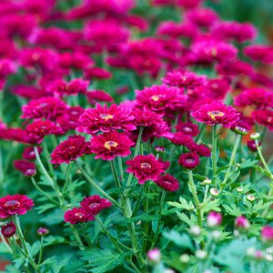 Nature beautiful background