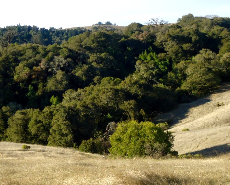 View of hillside in Santa Cruz mountains of California