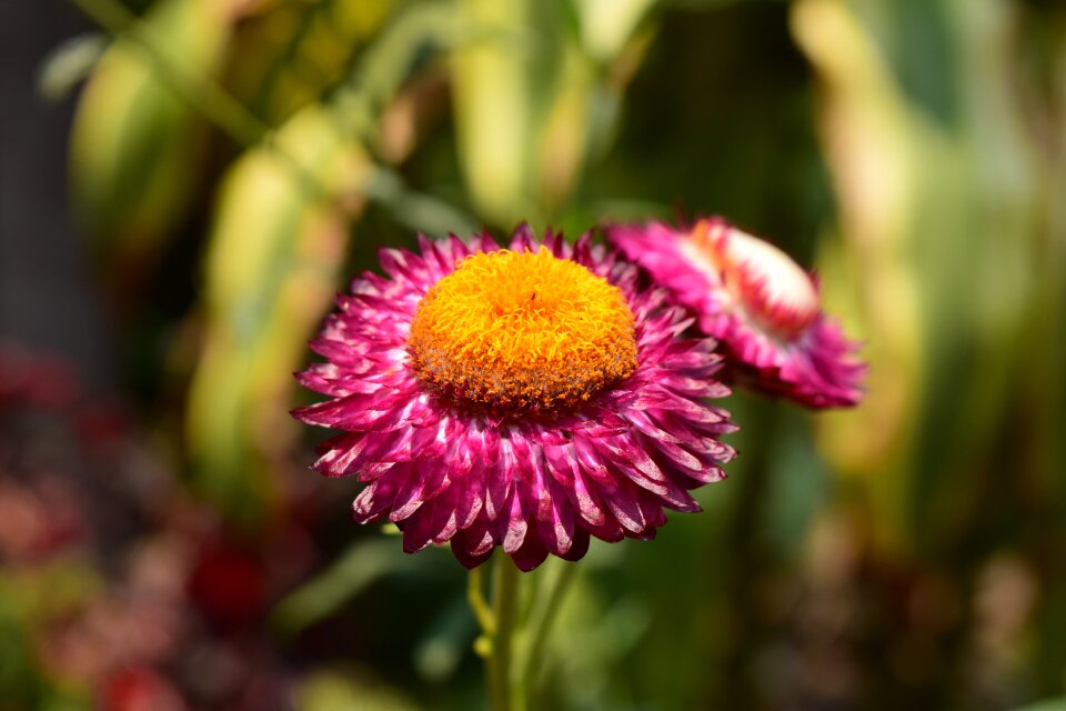 Natural flowers yellow bloom