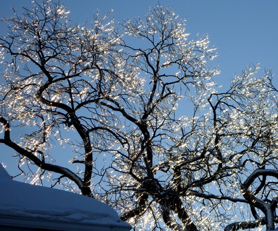 View of ice-coated tree in early morning light with snow and roof