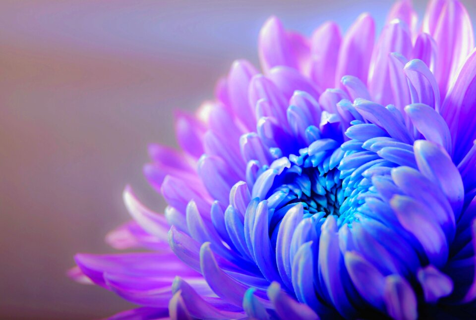 Flower plant macro