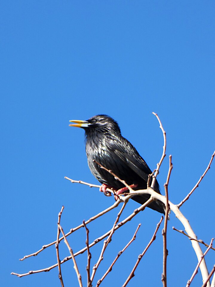 Branches bird singing