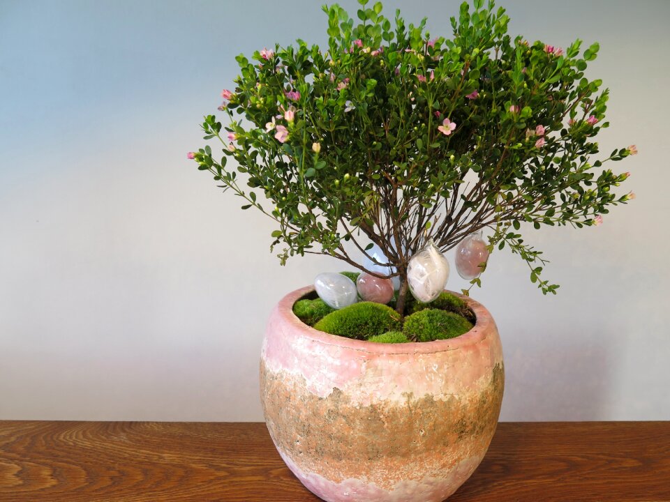 Pink decoration blossom