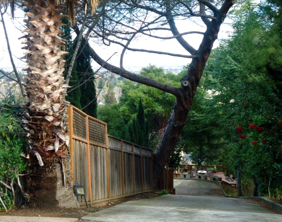 View of driveway and house and tree in hill near San Jose California
