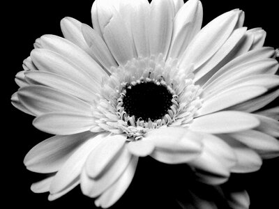 Gerbera black and white flower
