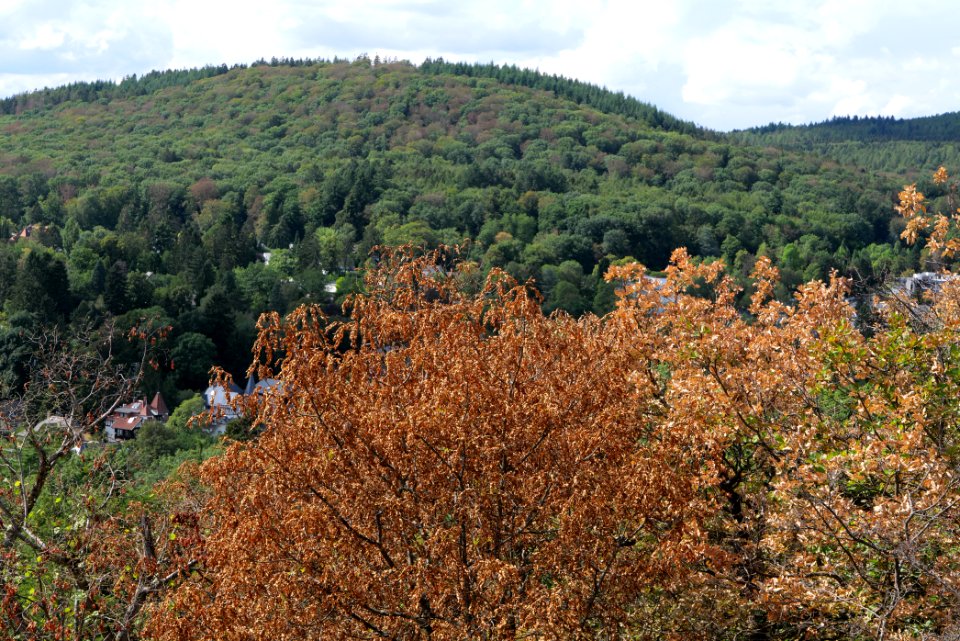 View from Hildablick Burghain Falkenstein 2020-08-18 04