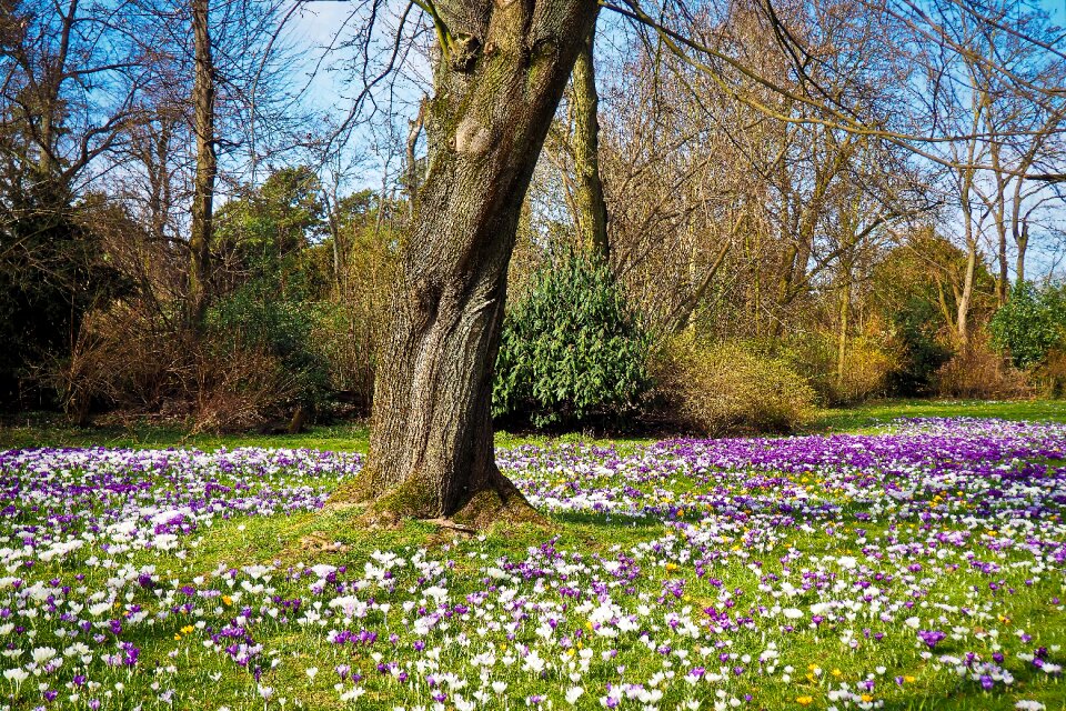 Nature flower plant