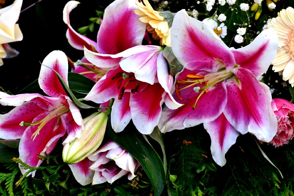 Violet blossom bloom