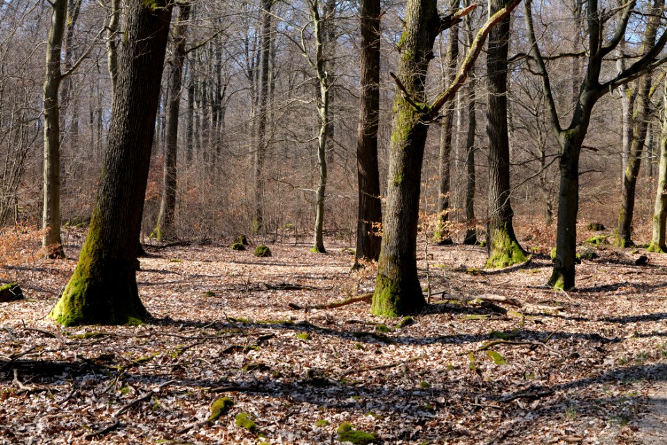 View from Haderweg Taunus 2020-03-25 24
