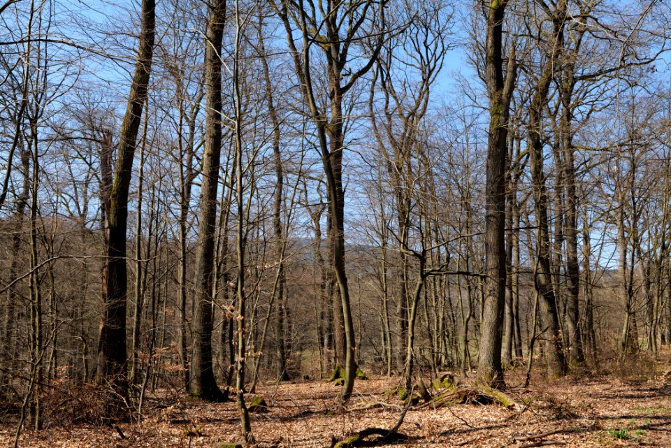 View from Haderweg Taunus 2020-03-25 13