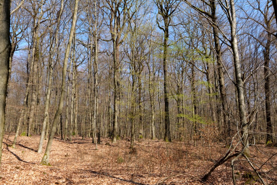View from Haderweg Taunus 2020-03-25 14